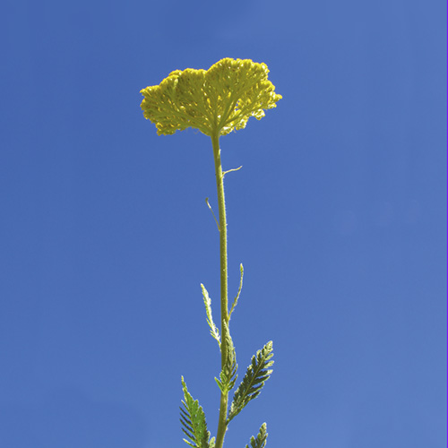 Golden Yarrow