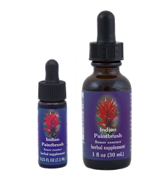 Indian Paintbrush