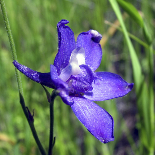 Larkspur