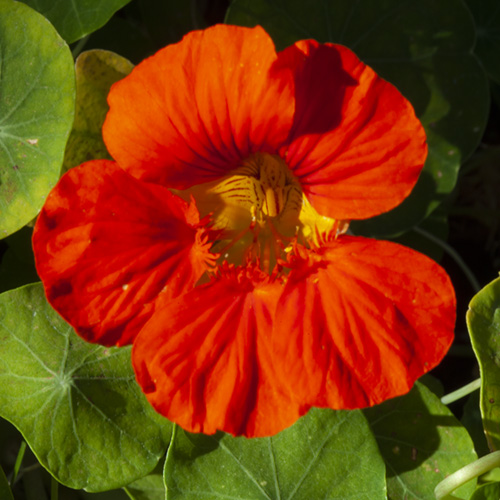 Nasturtium