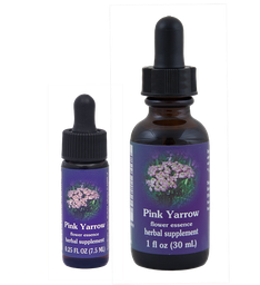 Pink Yarrow