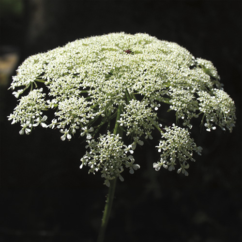 Queen Anne's Lace