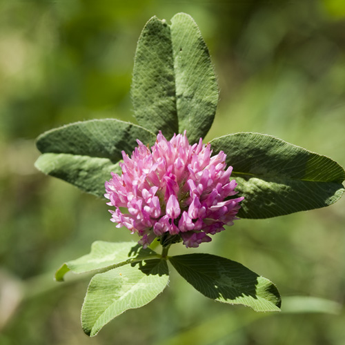 Red Clover