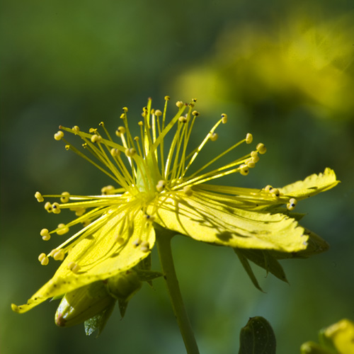 Saint John's Wort