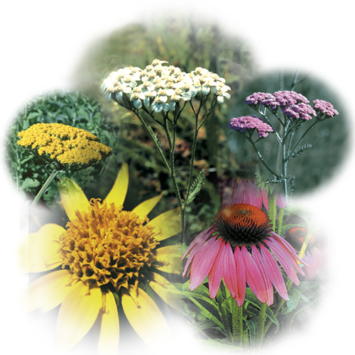 Yarrow Environmental Solution