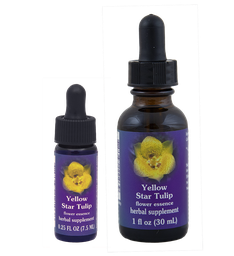 Yellow Star Tulip