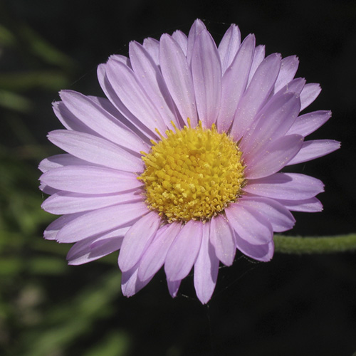 Alpine Aster