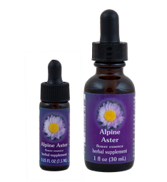 Alpine Aster