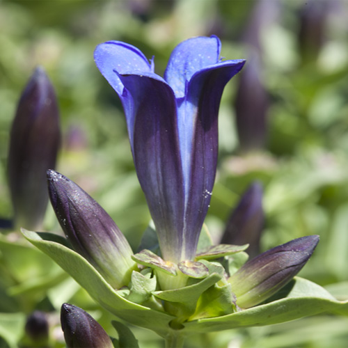 Explorer's Gentian