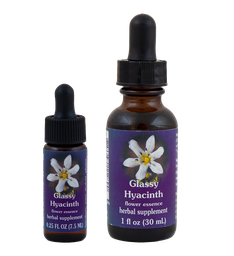 Glassy Hyacinth