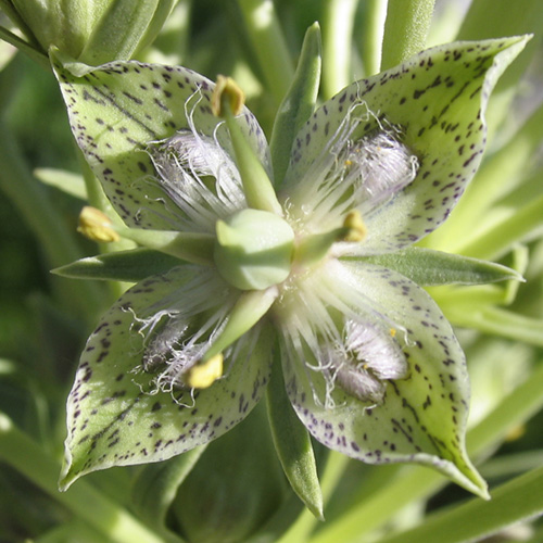 Green Cross Gentian