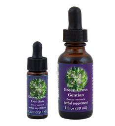 Green Cross Gentian