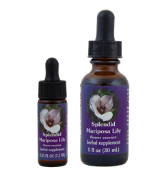 Splendid Mariposa Lily