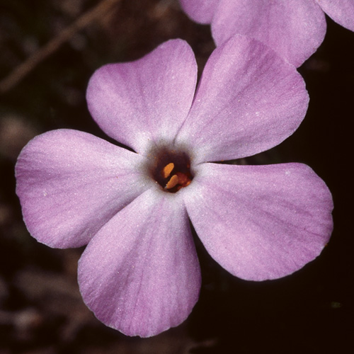 Spreading Phlox