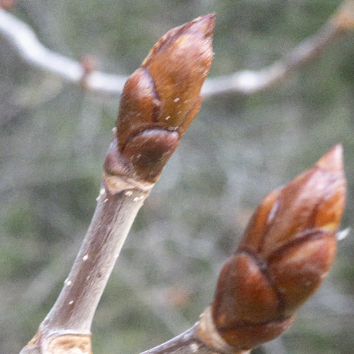 Chestnut Bud