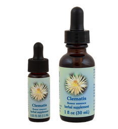 Clematis