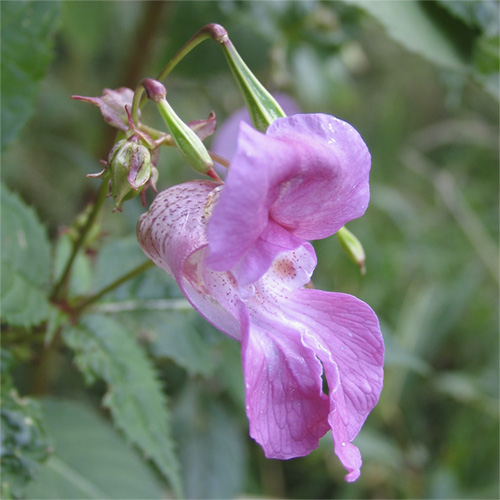 Impatiens