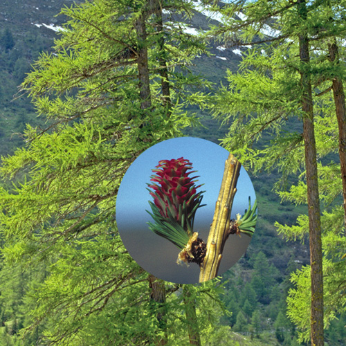 Larch