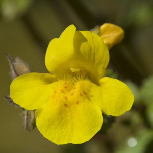 Mimulus
