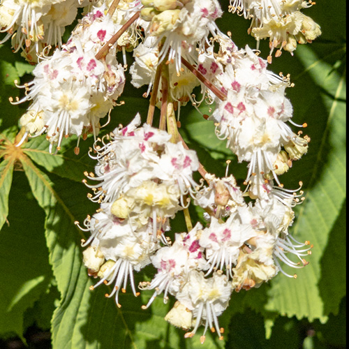 White Chestnut