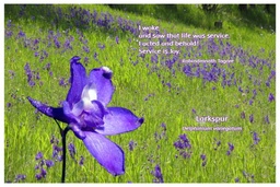 [FPLRK] Flower Photo Print - Larkspur