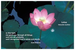 [FPLOT] Flower Photo Print - Lotus