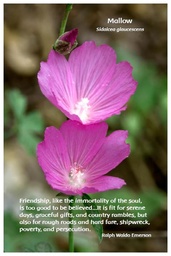 [FPMAL] Flower Photo Print - Mallow