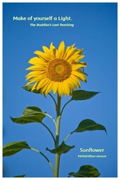 [FPSUN] Flower Photo Print - Sunflower