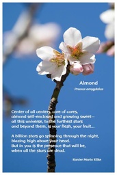 [FPALM] Flower Photo Print  - Almond
