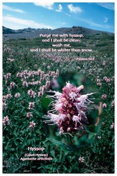 [FPHYS] Flower Photo Print - Hyssop