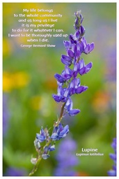 [FPLUP] Flower Photo Print - Lupine