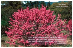 [FPRBU] Flower Photo Print - Redbud