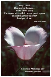 [FPSML] Flower Photo Print - Splendid Mariposa Lily