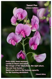 [FPSPE] Flower Photo Print - Sweet Pea